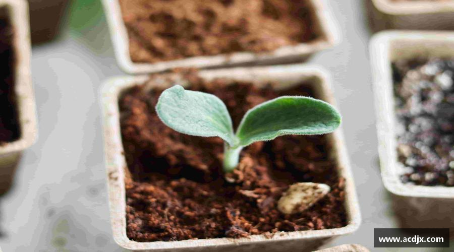 333体育平台激情释放，挑战体育